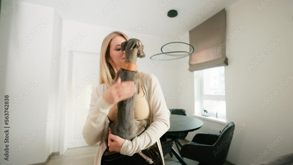 Iggy: Caring young woman is holding her Italian Greyhound dog at home Iggy: Caring young woman is holding her Italian Greyhound dog at home