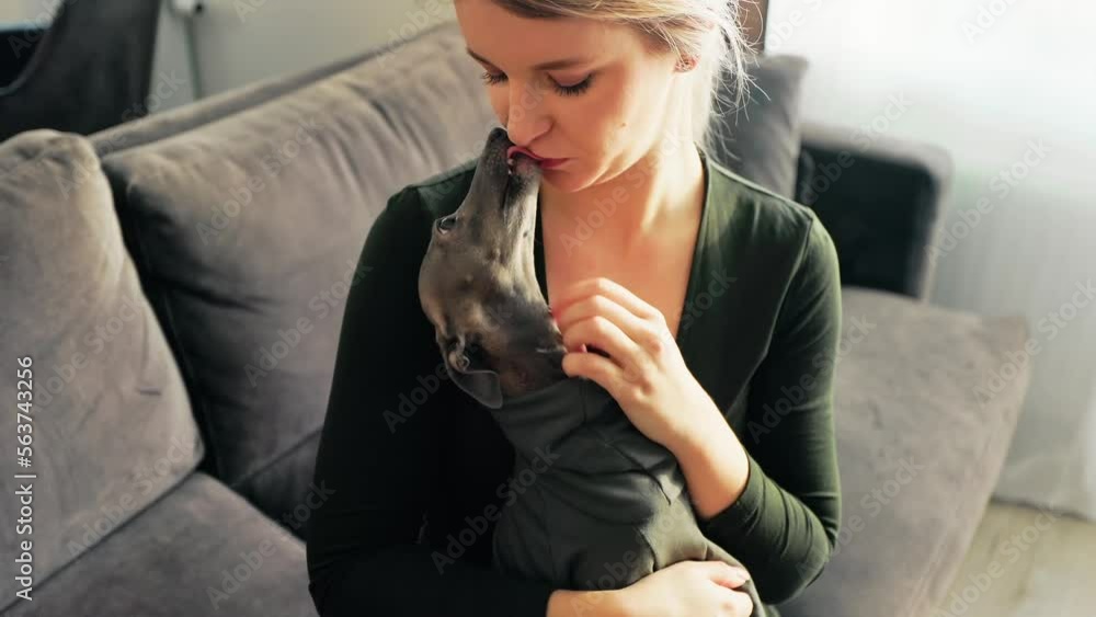 High view: Young woman petting her Italian Greyhound dog and being licked at home High view: Young woman petting her Italian Greyhound dog and being licked at home