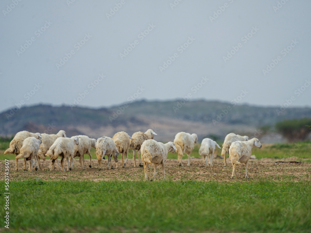 goat farming in saudi desert 