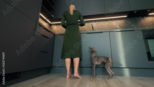 Low angle: Cute Italian Greyhound dog is jumping at it's dog mom in the kitchen photo