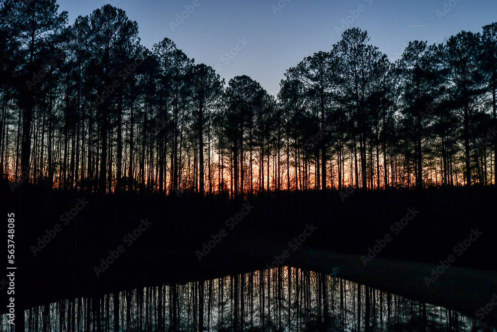 Obraz premium Sunset behind tall Georgia pine trees under blue sky