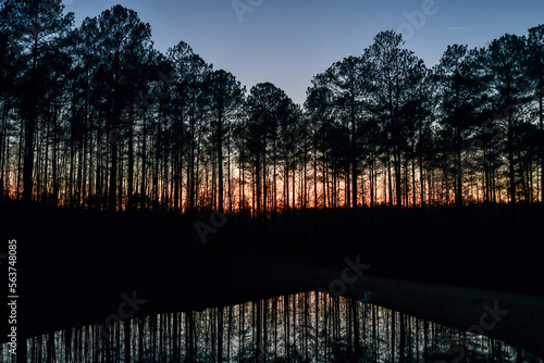 Sunset behind tall Georgia pine trees under blue sky