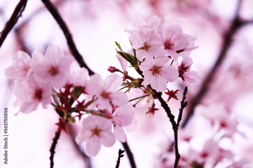 美しい春の桜の花
