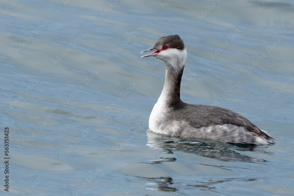 Horned Grebe Dodges Raindrops on a Winter Day Horned Grebe Dodges Raindrops on a Winter Day