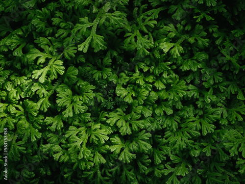 Green fern leaf texture for natural background