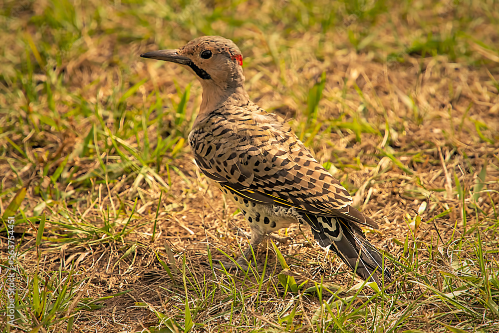 flicker hunting ants flicker hunting ants