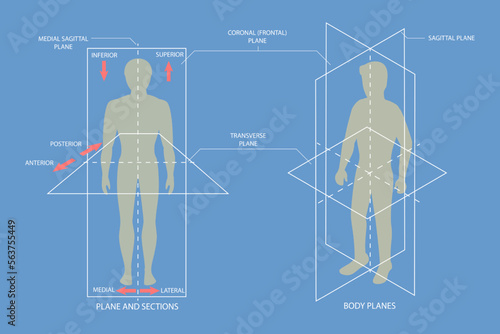 3D Isometric Flat Vector Conceptual Illustration of Human Body Anatomical Planes, Sagittal, Coronal and Transverse Plane