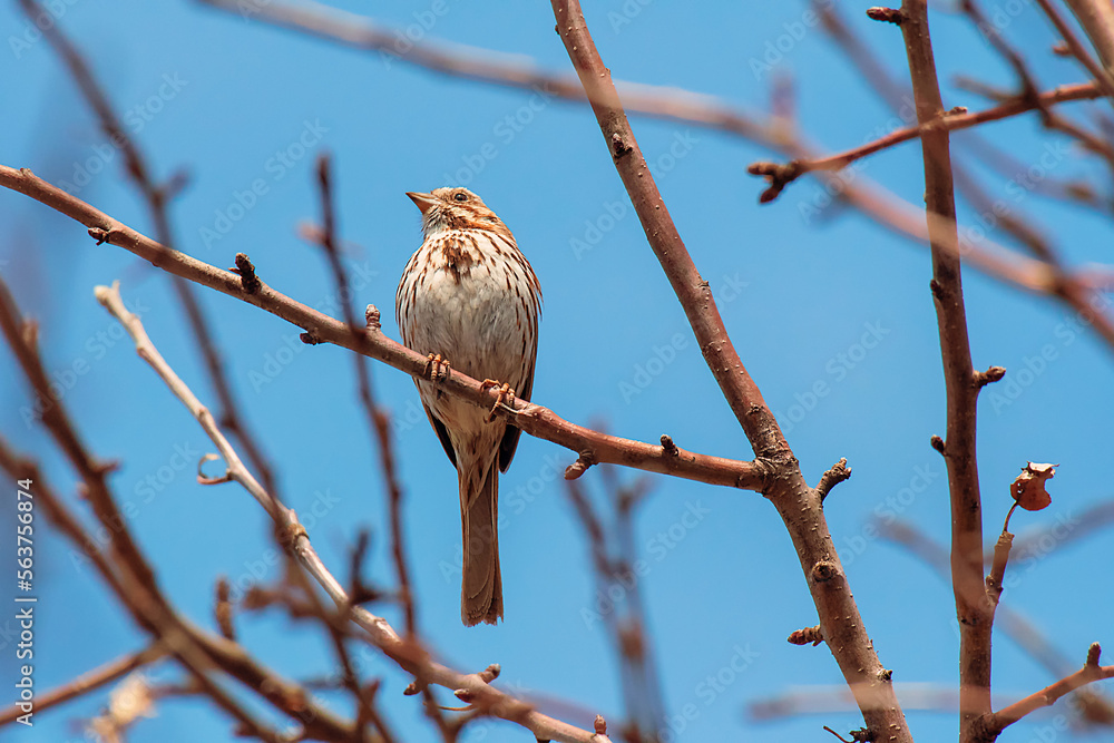 sparrow on branch sparrow on branch