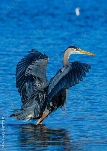 great blue heron