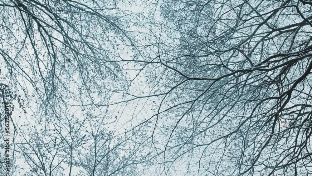 Clumps of Fresh Snow Falling From Forest Tree Tops on Cold Winter Day Clumps of Fresh Snow Falling From Forest Tree Tops on Cold Winter Day