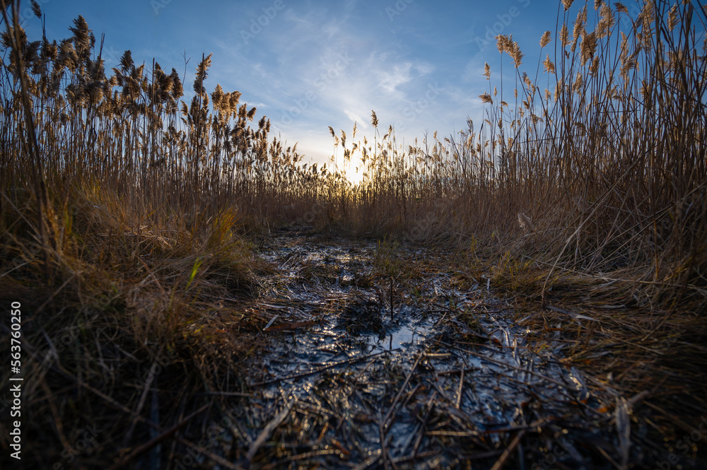 Fototapeta premium A pathway through marsh grasses at sunset.