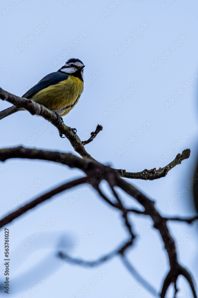 Obraz premium Cyanistes teneriffae pertenece a la familia Paridae.