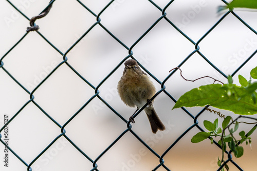 Phylloscopus canariensis pertenece a la familia Phylloscopidae.