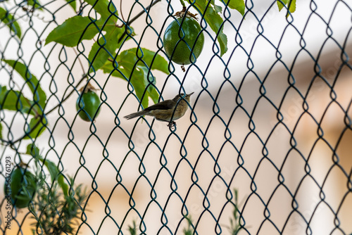 Phylloscopus canariensis pertenece a la familia Phylloscopidae.