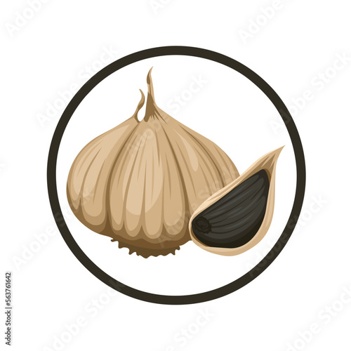 Vector illustration, black garlic bulb and clove isolated on white background.