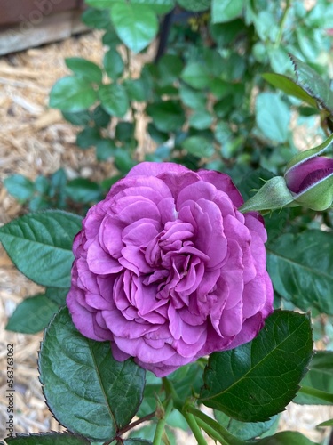 Purple Rose in Garden