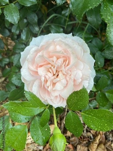 Cream Rose in Garden