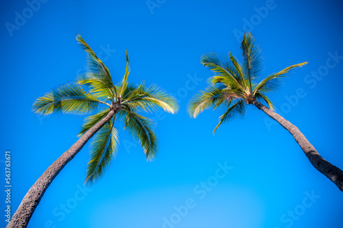 Fototapeta Naklejka Na Ścianę i Meble -  Looking straight up at two palm trees in Maui, Hawaii