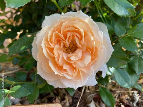 Peach Rose in Garden