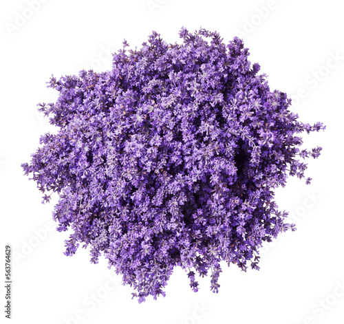 Beautiful lavender bouquet isolated on white  top view