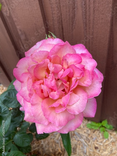 pink rose in a garden