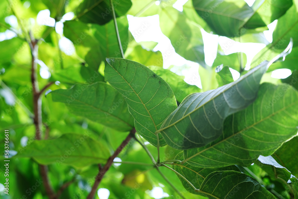 Obraz premium Close up of leaf at the park