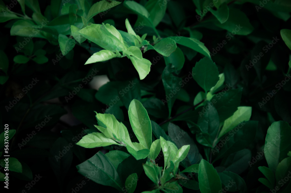 dark green leaf background design template, book cover, book page, fabric pattern, concept, idea dark green leaf background design template, book cover, book page, fabric pattern, concept, idea