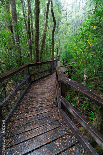 wooden bridge in the woods © Matt