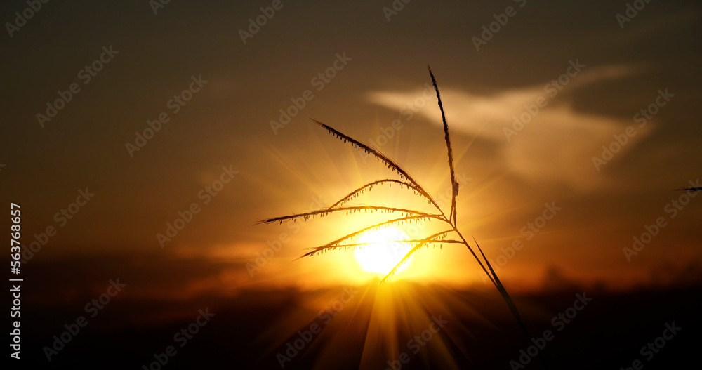 Naklejka premium Grass field sunset Beautiful landscape with grasses meadow on sunlight. Countryside heaven amazing field scene grass meadow on sunbeam nature dawn. Sunset dawn landscape vibrant scenery horizontal