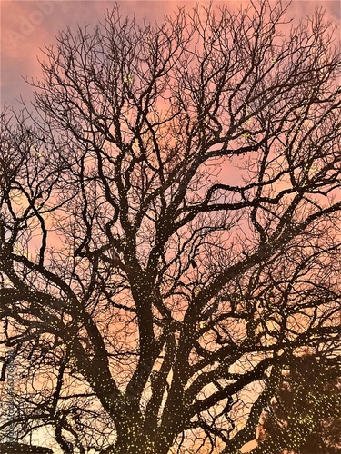 silhouette of tree with Lights in sunset