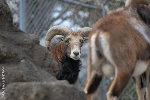 sheep in the mountains