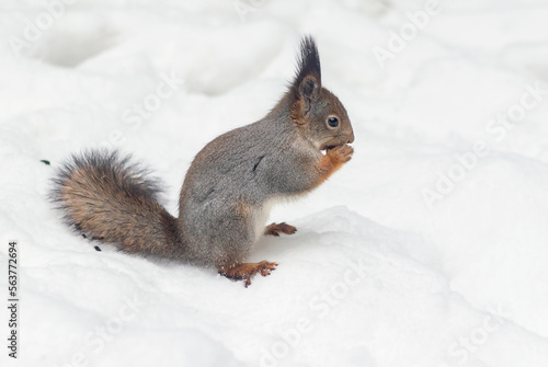 Fluffy forest wild squirrel sits on fresh snow in the park.