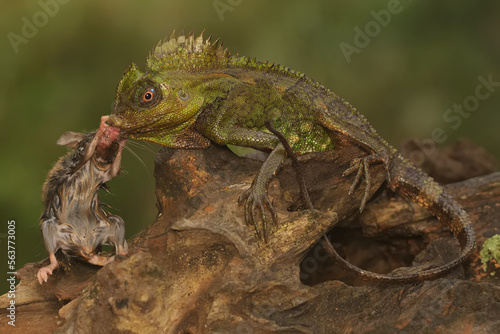 A forest dragon is preying on a cricket on a moss-covered ground. This reptile has the scientific name Gonocephalus chamaeleontinus.