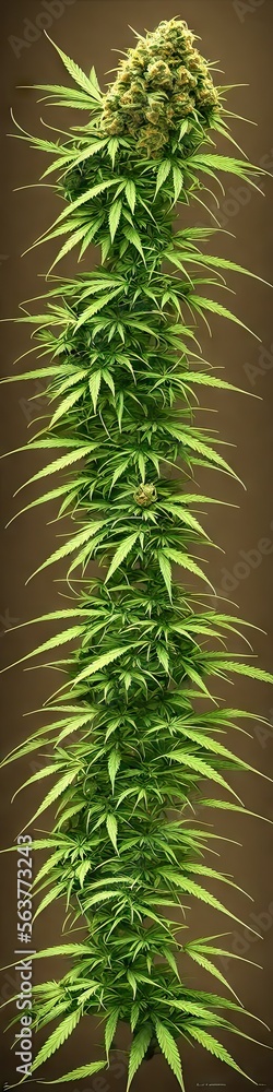cannabis sativa plants budding with mmj (medical marijuana). Herbal design to replicate medical strains using generative AI. Extra wide image for web banners cannabis sativa plants budding with mmj (medical marijuana). Herbal design to replicate medical strains using generative AI. Extra wide image for web banners