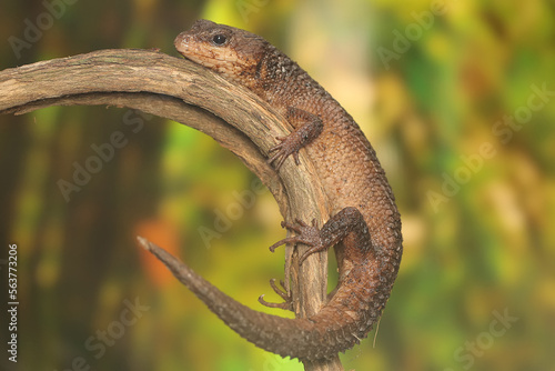 A Sulawesi spiny water skink (Tripidophorus apulus) is sunbathing on dry wood. photo