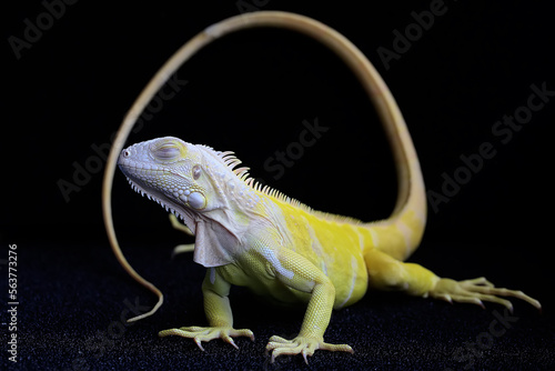 A yellow iguana  Iguana iguana  with an elegant pose. Selective focus on black background.