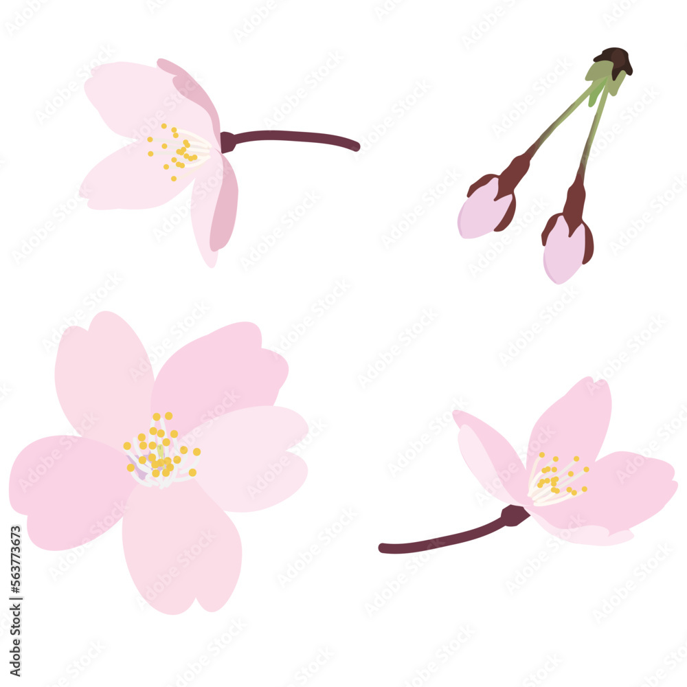 Obraz premium リアルな桜の花、花びら、蕾のアイコンイラスト