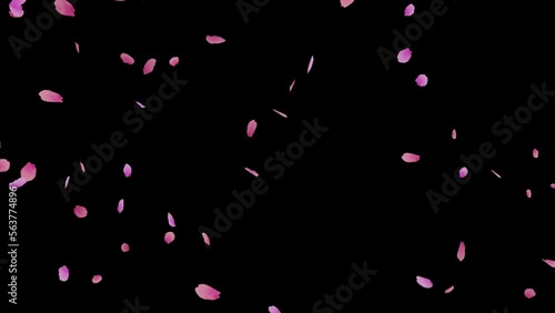 ピンク色の桜の花びらが吹きつける桜吹雪のループアニメーション動画（アルファチャンネル付）