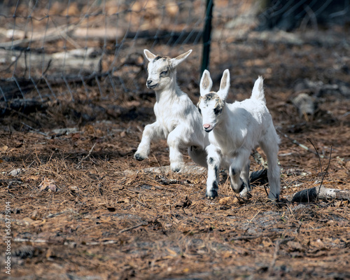 two baby goats running and jumping on a farm