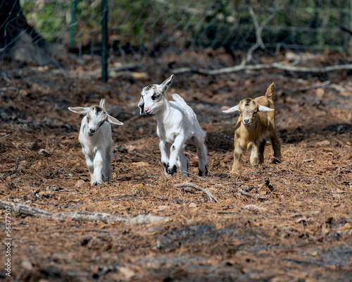 three baby goats playing on the farm