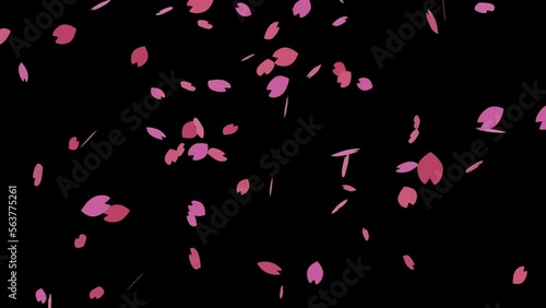 かわいいシンプルなピンク色の桜の花びらが舞い続ける桜吹雪のループアニメーション動画（アルファチャンネル付）