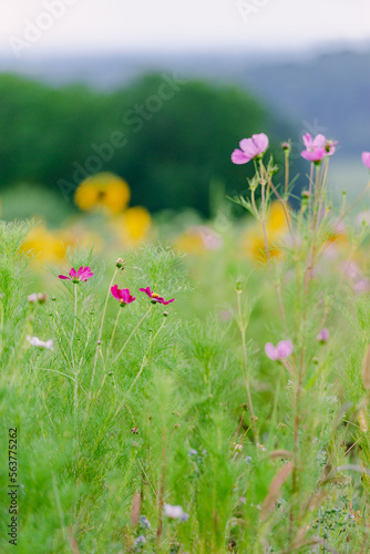 Fototapeta Naklejka Na Ścianę i Meble -  wildflower field