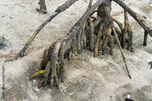 mangrove trees on white sandy beach in nature
