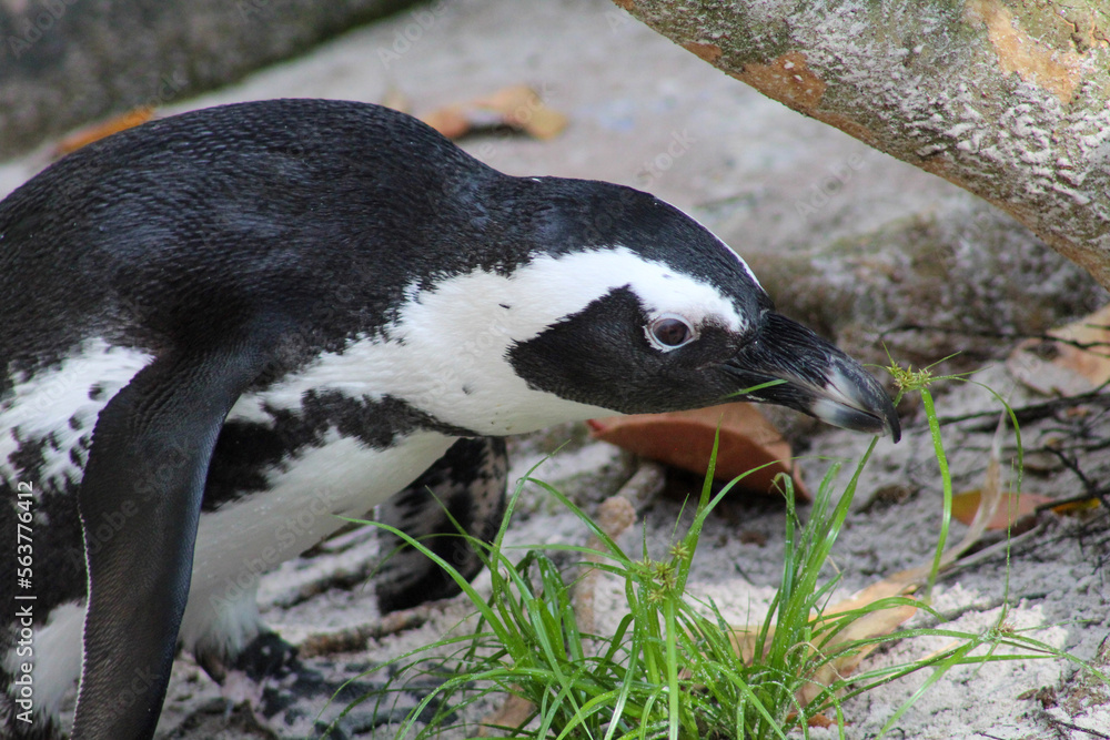 Naklejka premium penguin on the rock