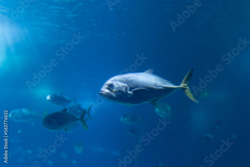 Caranx fishes swimming in a blue aquarium