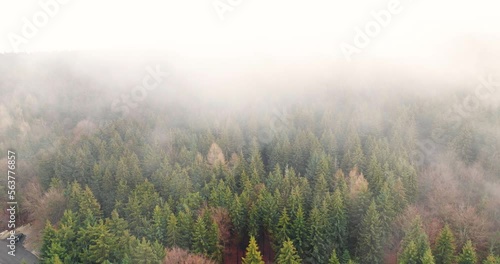 Misty fog blowing over tree forest. Aerial footage of forest trees on the mountain hills at misty day. Morning fog at beautiful autumn forest.
