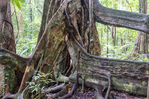 Buttress Roots of large rainforest tree in Far North Queensland