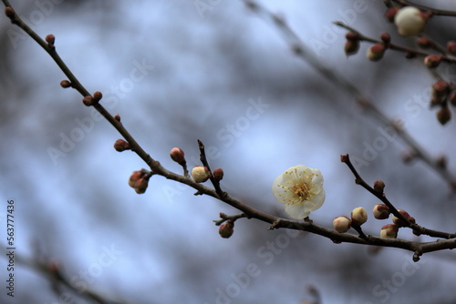 真冬に咲く梅の花