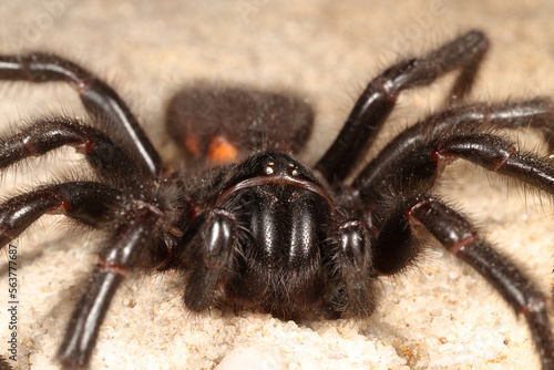 Highly venomous Sydney Funnel Web Spider