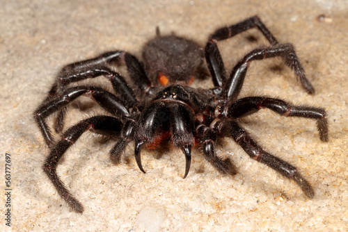 Highly venomous Sydney Funnel Web Spider photo
